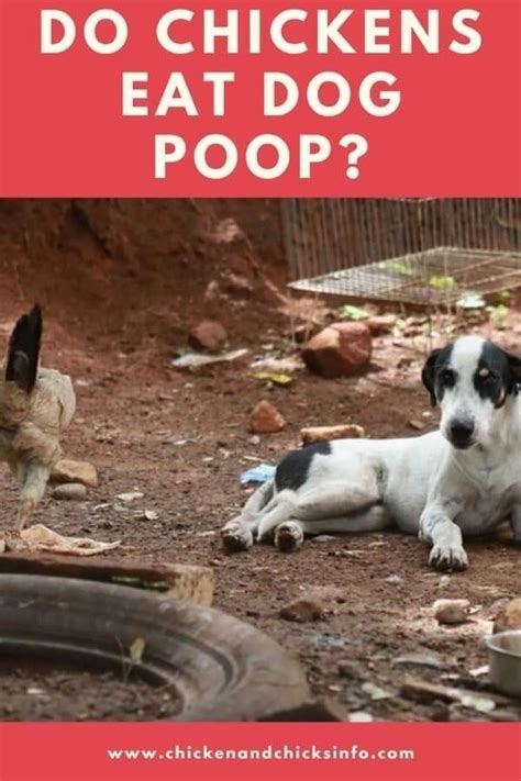 do chickens eat dog poop|dogs eat their own poop.